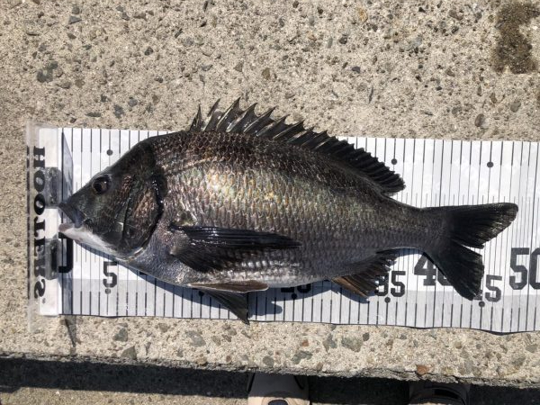 イチノ兄弟、釣果！