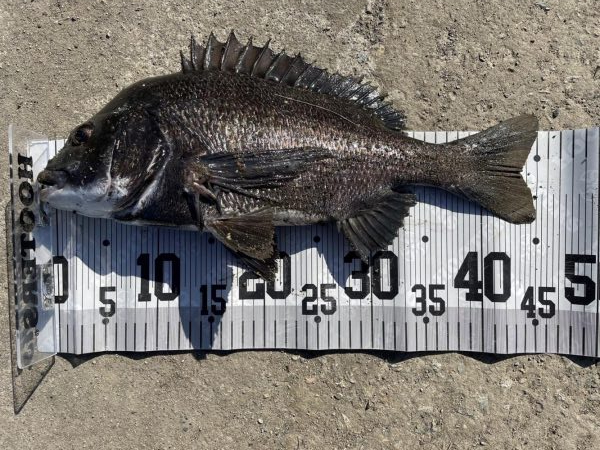 イチノ兄弟、釣果!