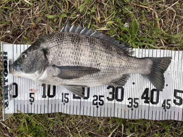 イチノ兄弟、釣果！