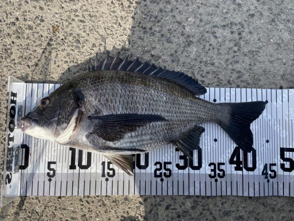 イチノ兄弟、釣果！