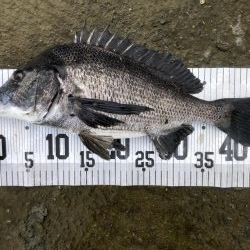 イチノ兄弟、釣果!