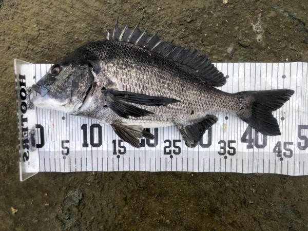 イチノ兄弟、釣果!