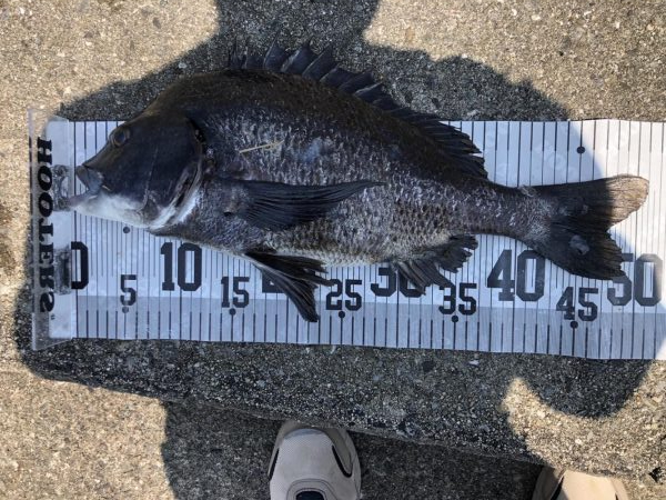 イチノ兄弟、釣果！