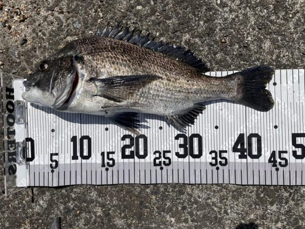 イチノ兄弟、釣果！