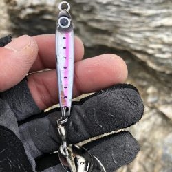 サゴシが食べたい