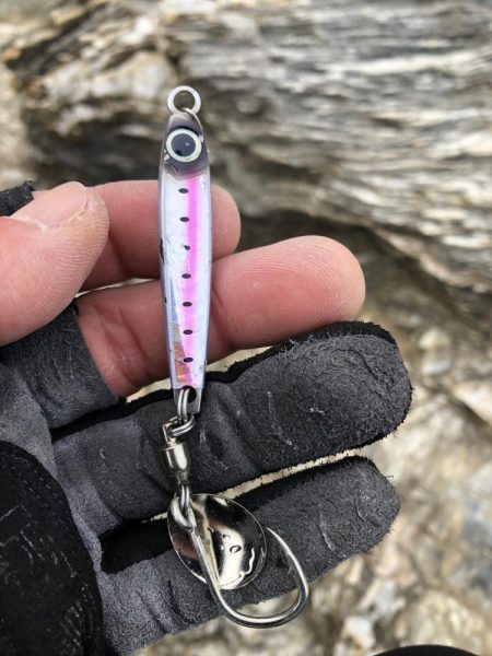 サゴシが食べたい