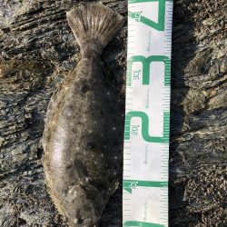 サゴシ食べたい