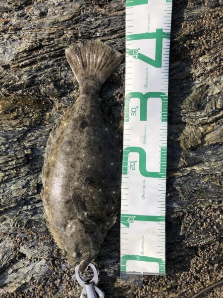 サゴシ食べたい