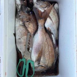 たかたかの釣り日記