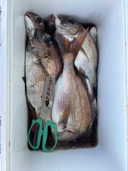 たかたかの釣り日記