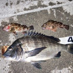 桜の乗っ込みチヌ!