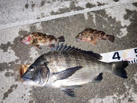 桜の乗っ込みチヌ！