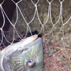 2週連続チヌゲット！