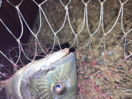 2週連続チヌゲット！