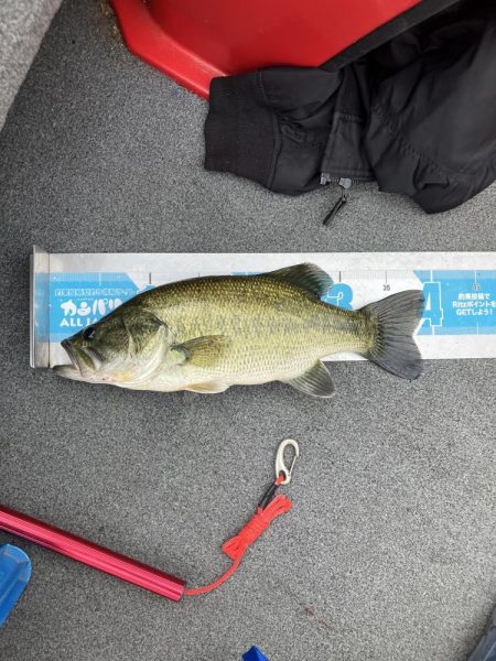 北山田プリ50cm、37cm