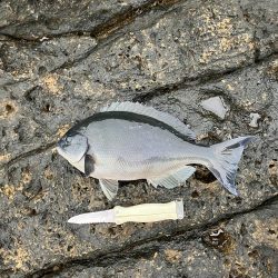 芝渡船さんで沖磯