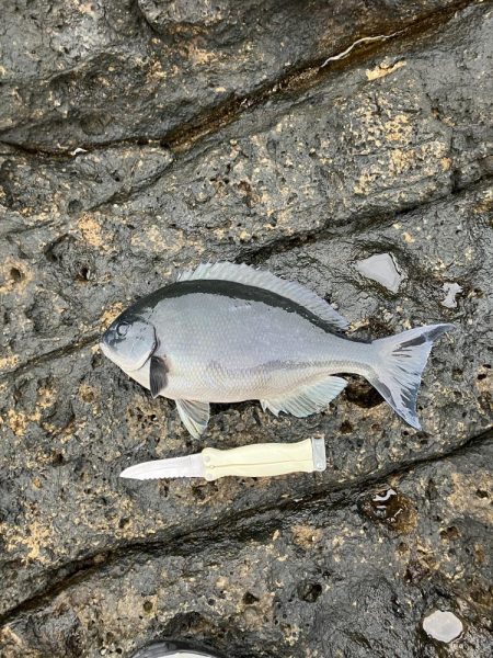 芝渡船さんで沖磯