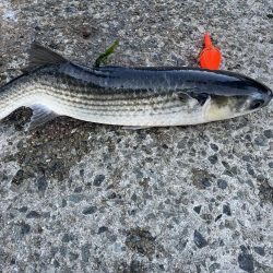 アジュール解禁！外道発進