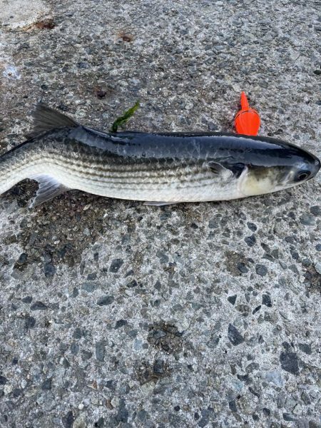 アジュール解禁！外道発進