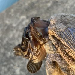 クエ子に癒されて