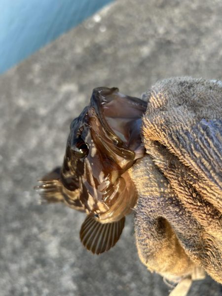 クエ子に癒されて
