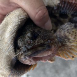 春のガッシー祭り5th