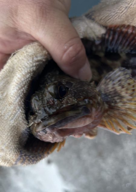 春のガッシー祭り5th