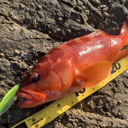 オオモンハタ×スプーン