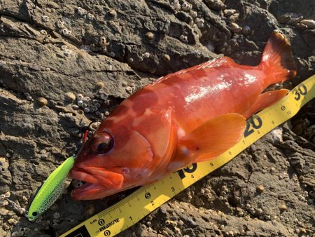 オオモンハタ×スプーン