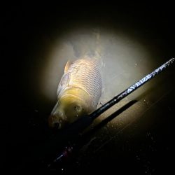 ボトムのカーピング！