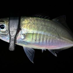 数はまだまだやな〜！