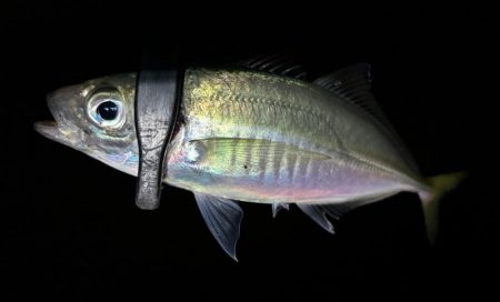 数はまだまだやな〜！