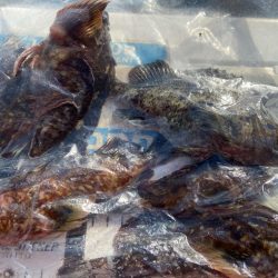 シロギスタ:サグリスタ