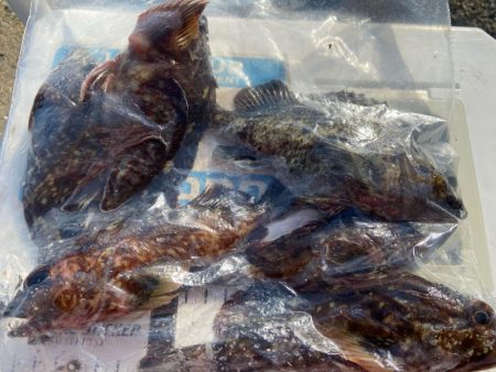 シロギスタ:サグリスタ