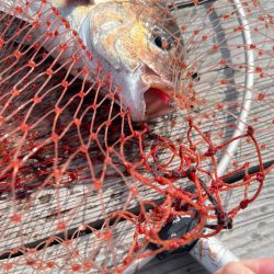 サーモン/脈釣り