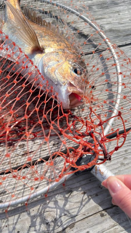 サーモン/脈釣り