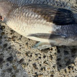 乗っ込みチヌ祭り!