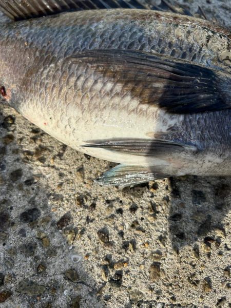 乗っ込みチヌ祭り!