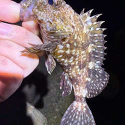 深夜のガシラッシュ