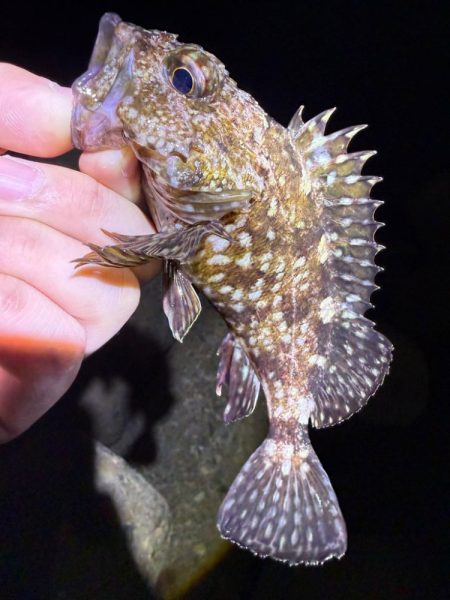 深夜のガシラッシュ