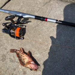 磯マダイカゴ釣り