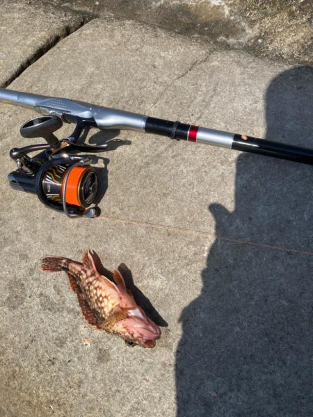 磯マダイカゴ釣り