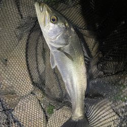 淀川ブリームゲーム3