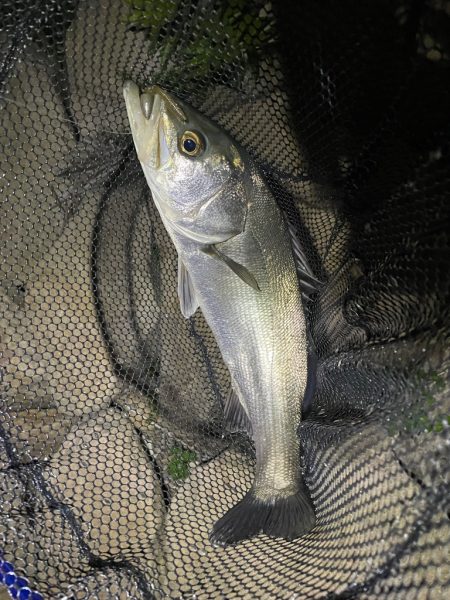 淀川ブリームゲーム3