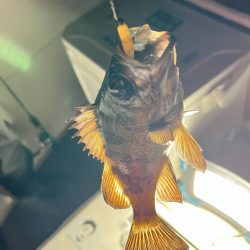 アジ・メバル/アジング・メバリング