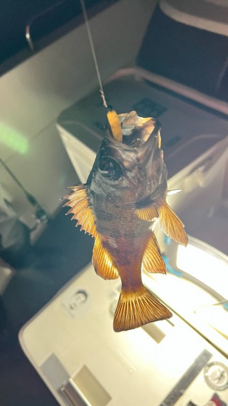 アジ・メバル/アジング・メバリング