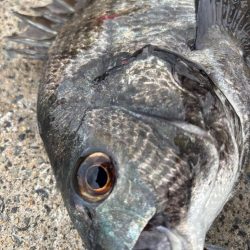 チヌのノッコミ中です♪