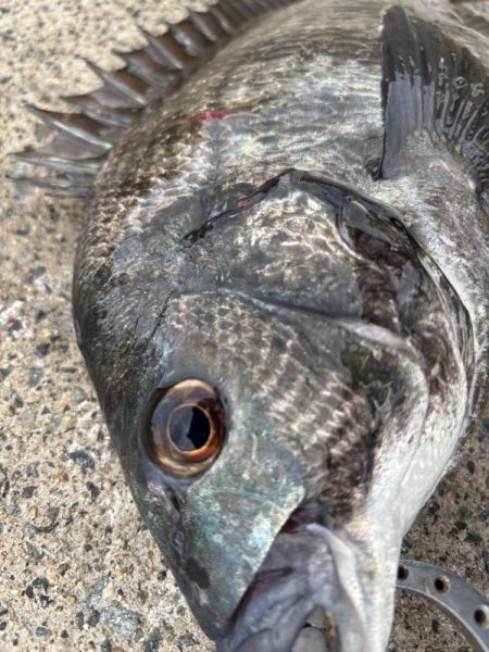 チヌのノッコミ中です♪