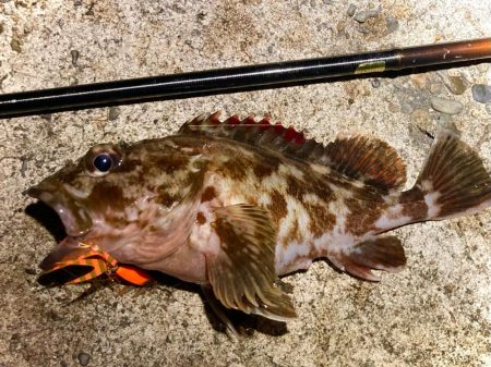 豆クネクネでテクトロメバルにゃ！