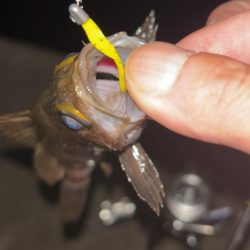雨後の激渋メバル